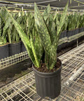 Jaboa Sansevieria